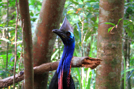 Southern Cassowary (Casuarius casuarius) in Cairns, Australiaの写真素材