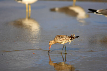 Bar-tailed Godwit (Limosa lapponica) in Japanの写真素材