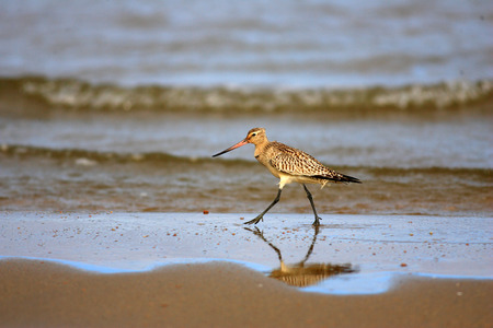 Bar-tailed Godwit (Limosa lapponica) in Japanの写真素材