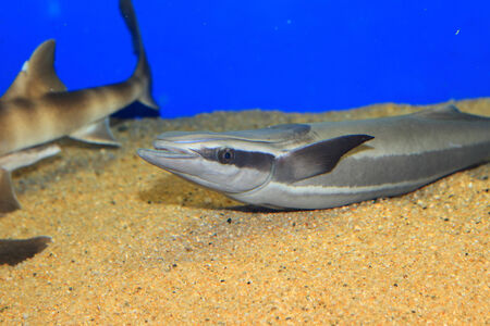 Live sharksucker (Echeneis naucrates) in Japanの写真素材