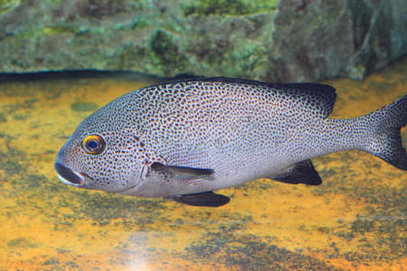 Oriental sweetlips (Plectorhinchus picus) in Japanの写真素材