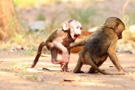 Olive Baboon (Papio anubis) in Mole National park, Ghana, West Africaの写真素材