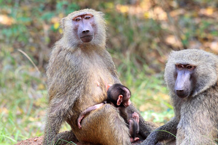 Olive Baboon (Papio anubis) in Mole National park, Ghana, West Africaの写真素材