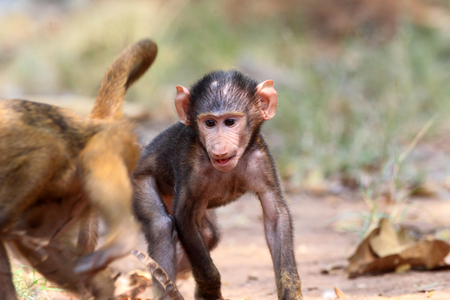 Olive Baboon (Papio anubis) in Mole National park, Ghana, West Africaの写真素材