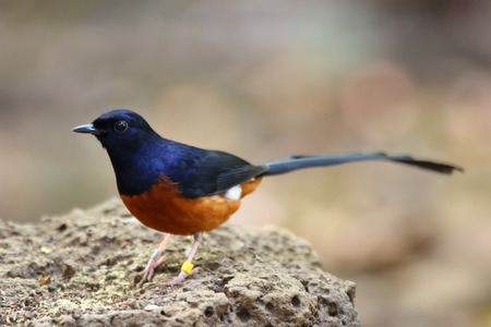 White-rumped Shama (Copsychus malabaricus) in Cat tien, Vietnamの写真素材