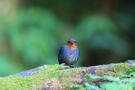 White-browed Shortwing (Brachypteryx montana) female in Luzon, Philippines