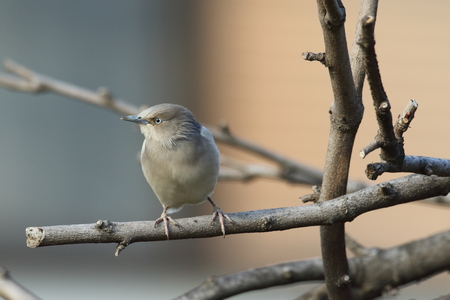White-shouldered Starling (Sturnus sinensis) in Japanの写真素材