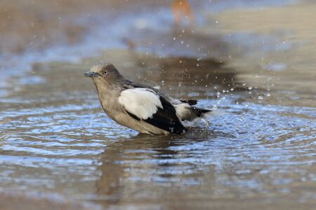 White-shouldered Starling (Sturnus sinensis) in Japanの写真素材