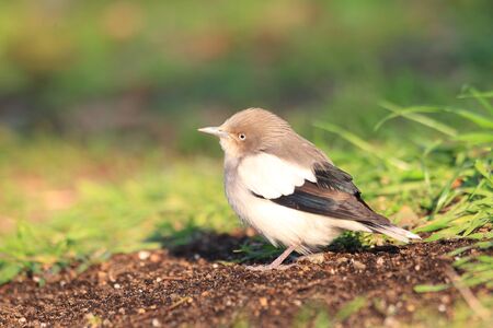 White-shouldered Starling (Sturnus sinensis) in Japanの写真素材