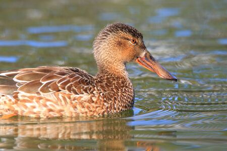 Eurasian Wigeon (Anas penelope) in Japanの写真素材