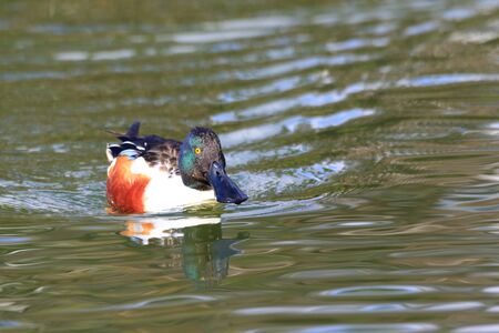 Eurasian Wigeon (Anas penelope) in Japanの写真素材
