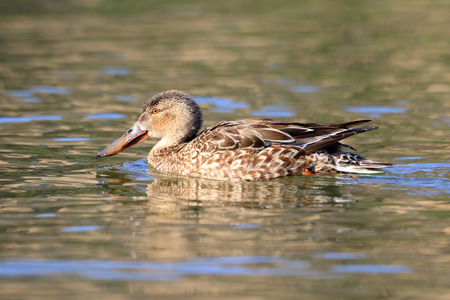 Northern shoveler (Anas clypeata)の写真素材