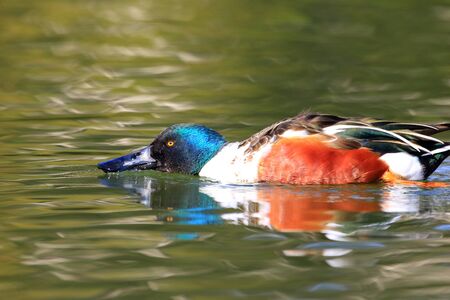 Northern shoveler (Anas clypeata) in Japanの写真素材