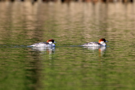 Smew (Mergus albellus) female in Japanの写真素材
