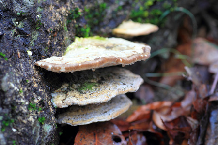 Polypore mashroom (natural background) in Japanの写真素材