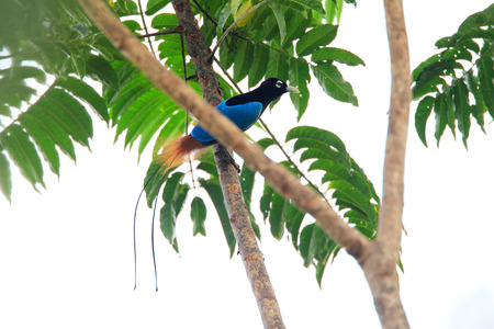 Blue bird-of-paradise (Paradisaea rudolphi) in Papua New Guineaの写真素材