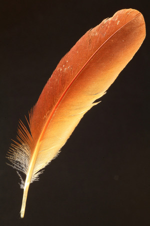 feather of Ruddy Kingfisher (Halcyon coromanda)の写真素材