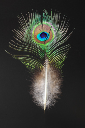feather of Green Peafowl (Pavo muticus)の写真素材