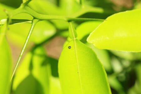 Asian Swallowtail39s egg Papilio xuthus in Japanの写真素材