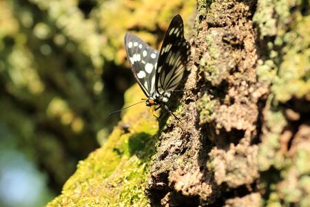 Siren butterfly Hestina persimilis japonica in Japanの写真素材