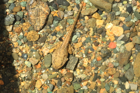 Tadpole of Montane brown frog Rana ornativentris in Japan