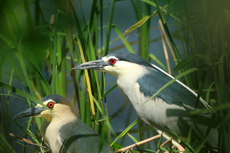 Blackcrowned night heron Nycticorax nycticorax in Japanの写真素材