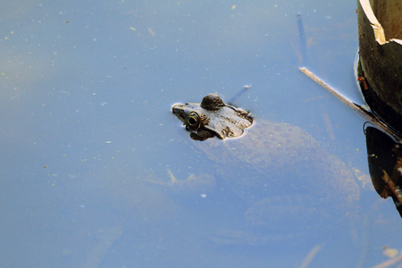 American Bullfrog Rana catesbeiana in Japan