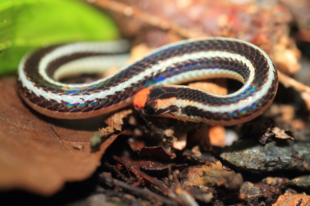 banded Malaysian coral snake Calliophis intestinalis in Palawan Philippines
