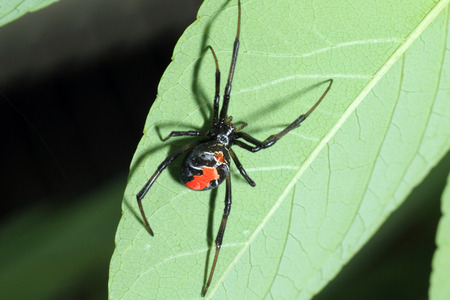 Redback widow spider Latrodectus hasseltii in Japanの写真素材