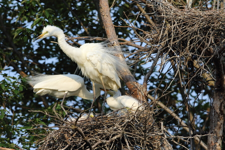 Great Egret Ardea alba breeding in Japan