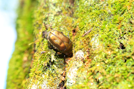 Drone beetle Rhomborrhina japonica in Japanの写真素材