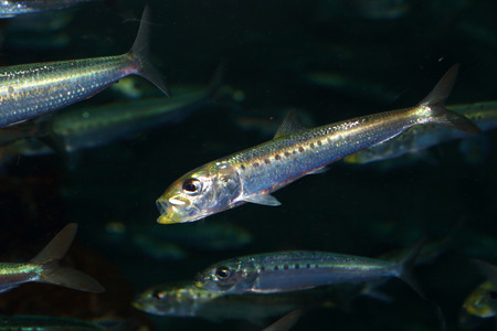Japanese anchovy Engraulis japonicus in Japan