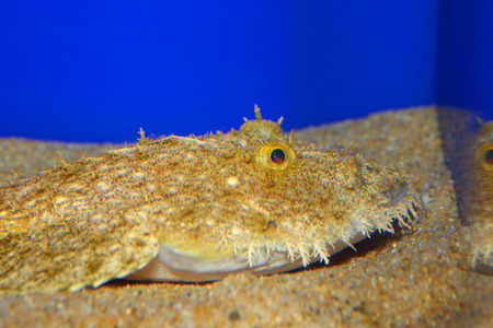Yellow goosefish Lophius litulon in Japan