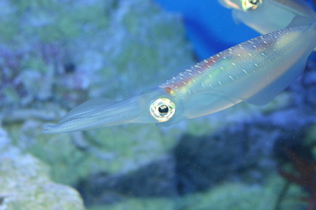 Spear squid Heterololigo bleekeri in Japanの写真素材