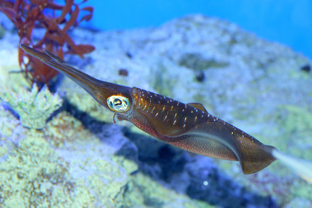 Spear squid Heterololigo bleekeri in Japan