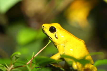 Golden poison frog Phyllobates terribilisの写真素材