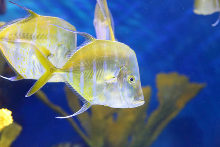 Look down Houttuynia cordataの写真素材