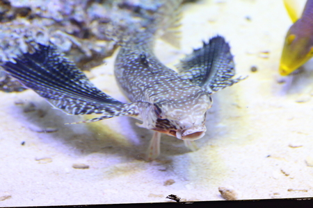 Flying gurnard Dactylopterus volitansの写真素材