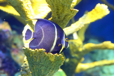 French angelfish Pomacanthus paruの写真素材