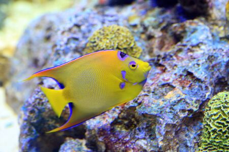 Queen angelfish Holacanthus ciliarisの写真素材