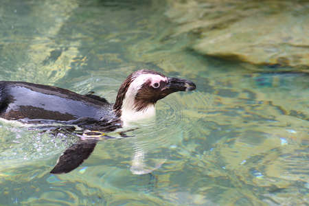 Magellanic Penguin Spheniscus magellanicusの写真素材