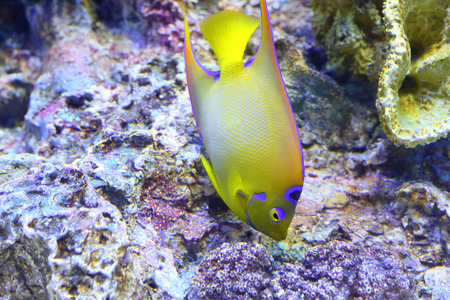 Queen angelfish Holacanthus ciliaris