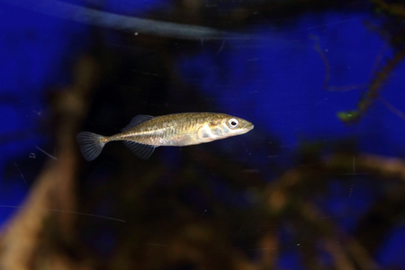 Ninespine stickleback Pungitius pungitius in Japanの写真素材