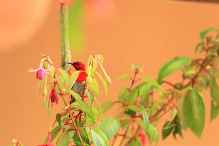 Temminck's sunbird Aethopyga temminckii in Malaysia