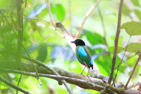 Hooded Pitta Pitta sordida in Palawan Islandの写真素材