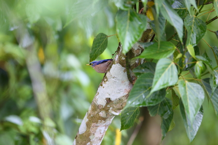 Sulphur-billed Nuthatch Sitta oenochlamys in Luzon, Philippinesの写真素材