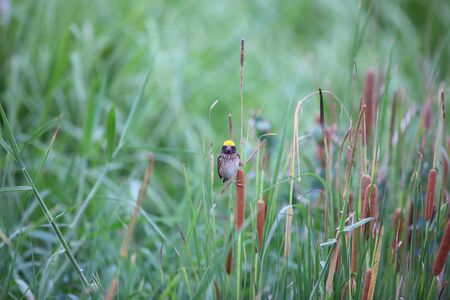 Streaked Weaver Ploceus manyar in Thailandの写真素材