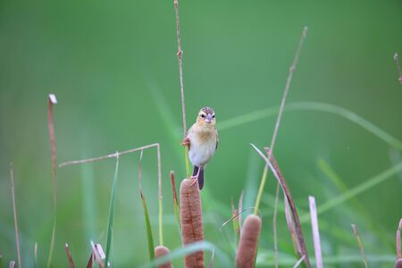 Asian Golden Weaver Ploceus hypoxanthus in Thailandの写真素材