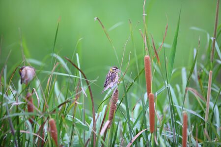 Asian Golden Weaver Ploceus hypoxanthus in Thailand