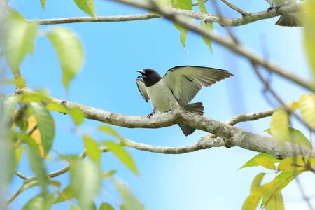 White-breasted Woodswallow Artamus leucorhynchus in Borneoの写真素材